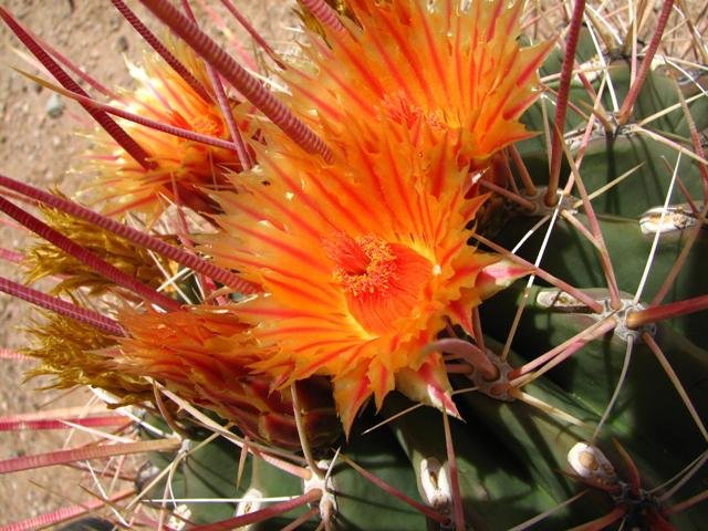 Fero cactus